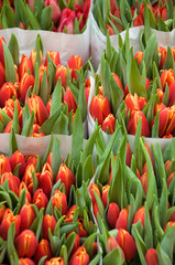 Wall Mural - The Netherlands (aka Holland), Amsterdam. Bloemenmark (aka floating flower market). Cut tulips.