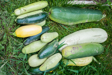 A bunch of fresh zucchini on the grass. The concept of healthy eating and organic products.