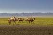 Kamelherde in der weiten Steppenlandschft der Mongoloei