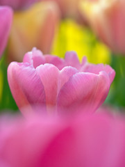 Sticker - The Netherlands, Lisse, Keukenhof Gardens. Close-up of tulip.