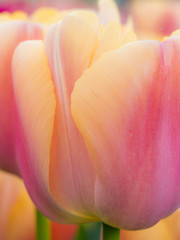 Sticker - The Netherlands, Lisse, Keukenhof Gardens. Close-up of tulip.