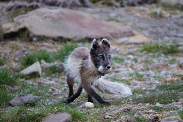 Wall Mural - Arctic, Norway, Svalbard, Spitsbergen, Longyearbyen, Arctic fox (Alopex lagopus) Arctic fox with eider duck egg.