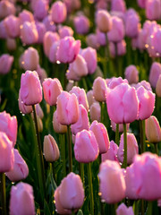 Sticker - Netherlands, Nord Holland, Selective Focus of Tulip field with dew drops