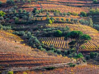 Sticker - Portugal, Douro Valley. The vineyards in autumn on terraced hillside.