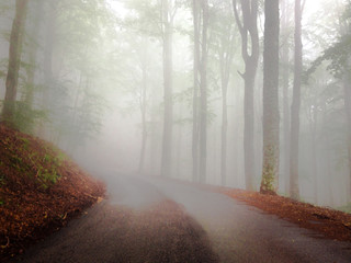 strada nel bosco con nebbia fitta 