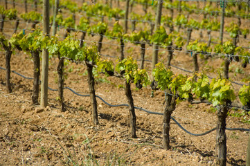 Poster - Spain, Castile-Leon wine region, near Burgos.