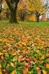 Sticker - Cherry tree (Prunus sp.), fall colors in orchard, Zug, Switzerland, Europe