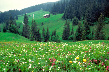 Sticker - Switzerland, Grindelwald. Wildflowers fill the pastures in the Grindelwald area of the Berner Oberland in Switzerland.