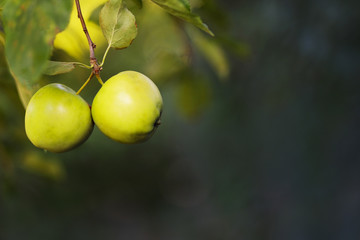 two fresh green apples hang on a tree branch, place for text / copy space.