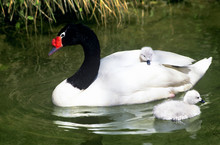 Black-necked Swan Adult And Cygnets In Water. (Captive) 
