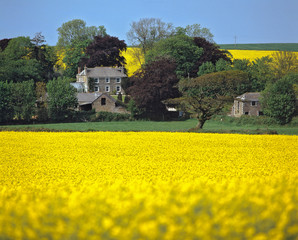 Poster - England, Honiton. Rape seed oil from these bright yellow blossoms is a profitable crop near Honiton in Devon, England.