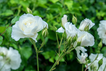 Sticker - Iceberg Rose, USA