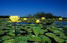 Yellow Waterlily, Nymphaea Mexicana, Blooming In Lake, Welder Wildlife Refuge, Sinton, Texas, USA, May