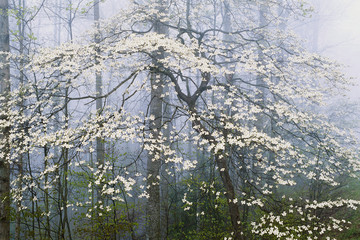 Canvas Print - Flowering Dogwood in foggy, Forest