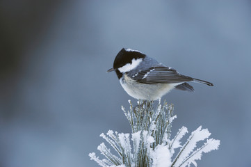 Wall Mural - Coal Tit (Parus ater), adult perched on frost covered Swiss Stone Pine by minus 15 Celsius, St. Moritz, Switzerland, December