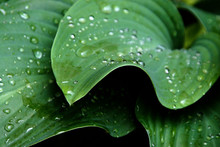 Hosta Leaf With Dew Drops Close Up.