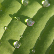 Hosta Leaf With Dew