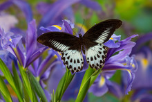 The Blue Mormon Butterfly, Papilio Polymnestor