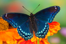 Red Spotted Purple Butterfly, Limenitis Astyanax