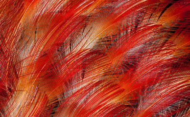 Wall Mural - Feathers of the King Bird of Paradise