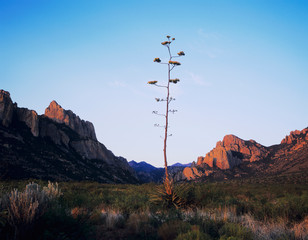 Wall Mural - Agave (Agave sp.), blooming at sunrise, Chiricahua Mountains, Portal, Arizona, USA,