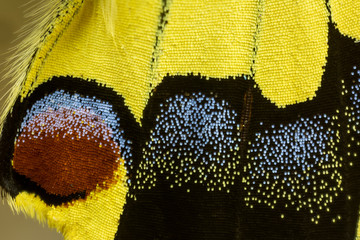 Close-up detail wing pattern of tropical butterfly