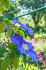 Poster - Blue Clematis