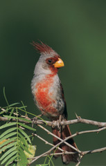 Poster - Pyrrhuloxia, Cardinalis sinuatus, male, Starr County, Rio Grande Valley, Texas, USA, May