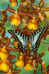 Sticker - The Large Striped Swordtail Butterfly, Graphium antheus