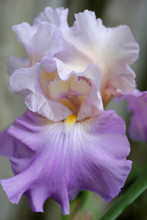Iris Abstract