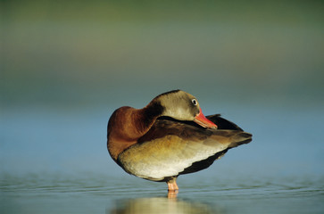 Wall Mural - Black-bellied Whistling-Duck, Dendrocygna autumnalis, adult preening, Welder Wildlife Refuge, Sinton, Texas, USA, June