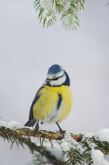 Wall Mural - Blue Tit, Parus caeruleus, adult on sprouse branch with snow, Oberaegeri, Switzerland, Dezember