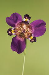 Sticker - Propeller Flower, Alophia drummondii, Iridaceae, blossom, Willacy County, Rio Grande Valley, Texas, USA, June