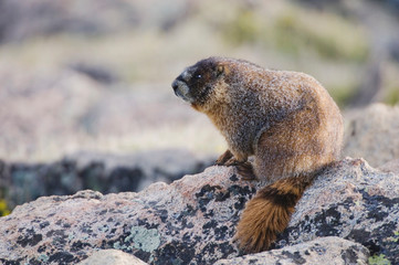 Wall Mural - Yellow-bellied Marmot,Marmota flaviventris,adult on rock boulder,Rocky Mountain National Park, Colorado, USA, June