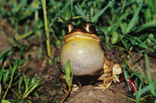 Gulf Coast Toad, Bufo Valliceps, Male Calling At Night, Willacy County, Rio Grande Valley, Texas, USA, May