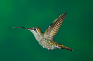 Poster - Magnificent Hummingbird, Eugenes fulgens, female in flight, Paradise, Chiricahua Mountains, Arizona, USA, August