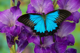 Fototapeta Motyle - Mountain Blue Swallowtail of Australia, Papilio ulysses