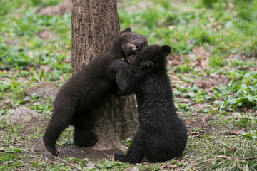 Young Himalayan bear cub in a summer forest