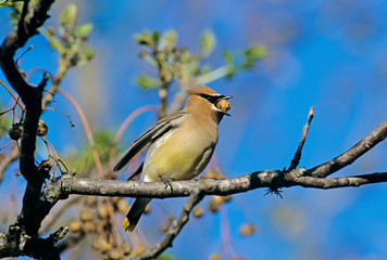 Wall Mural - Cedar Waxwing, Bombycilla cedrorum,adult on Chinaberry Tree (Melia azedarach), New Braunfels, Texas, USA, March