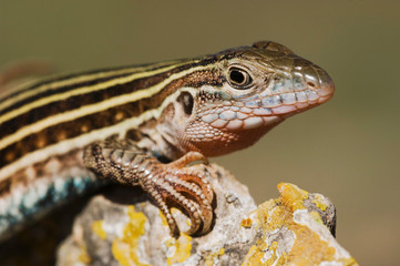 Poster - Texas Spotted Whiptail, Cnemidophorus gularis, adult, Uvalde County, Hill Country, Texas, USA, April