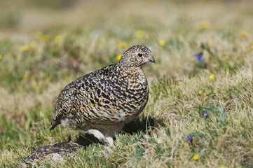 Sticker - White-tailed Ptarmigan,Lagopus leucura,adult female in summer plumage on alpine tundra, Rocky Mountain National Park, Colorado, USA, June