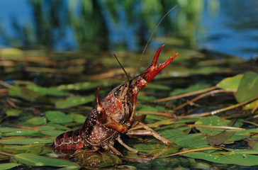 Sticker - Crayfish, Crawfish, Astacidae, adult in defensive pose, Sinton, Coastel Bend, Texas, USA, April