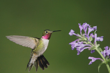 Wall Mural - Broad-tailed Hummingbird, Selasphorus platycercus,male in flight feeding on Siberian Catmint flower (Nepeta sibirica), Rocky Mountain National Park, Colorado, USA, June