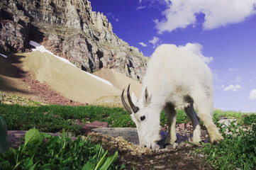 Poster - Mountain Goat,Oreamnos americanus, adult with summer coat licking minerals, Glacier National Park, Montana, USA, July