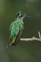 Sticker - Magnificent Hummingbird, Eugenes fulgens, young male perched, Paradise, Chiricahua Mountains, Arizona, USA, August