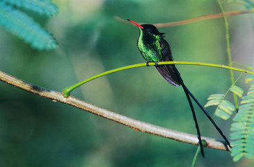 Poster - Red-billed Streamertail, Trochilus polytmus,male, Blue Mountains, Jamaica, January