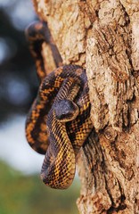 Sticker - Texas Rat Snake, Elaphe obsoleta lindheimeri, adult, Lake Corpus Christi, Texas, USA, May