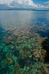 Wall Mural - Black tipped sharks in the crystal clear waters of the Marovo Lagoon, Solomon Islands, Pacific