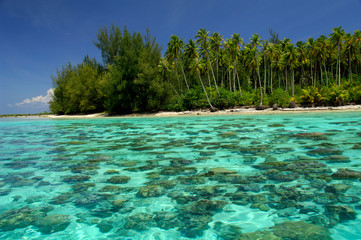 Wall Mural - South Pacific, French Polynesia, Moorea