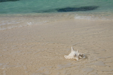 Sticker - Belize, Caribbean Sea, District of Belize. Goff Caye, popular Barrier Reef island just off shore from Belize City. Conch shell on white sand beach with crystal clear water.